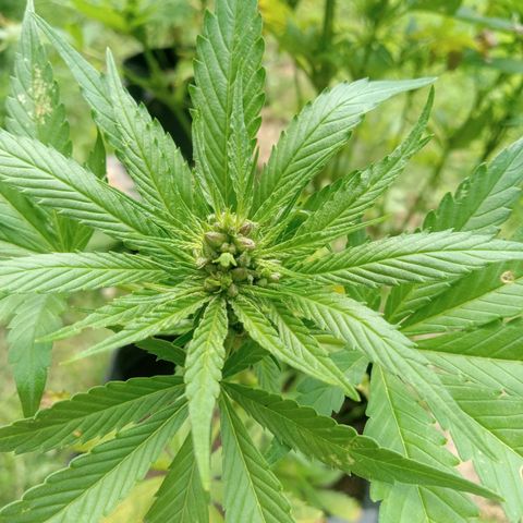 Gorilla Cookie Pollen  growlog timeline photo