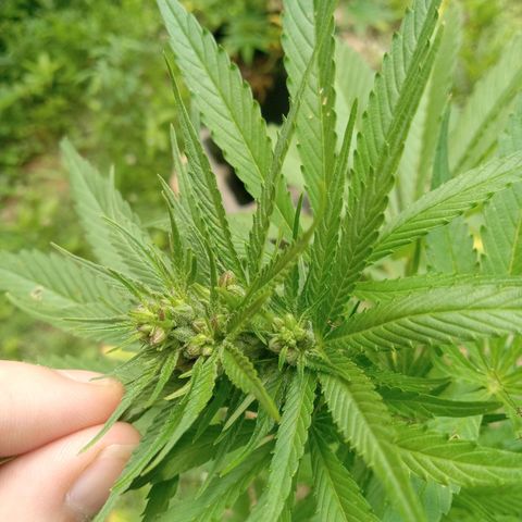 Gorilla Cookie Pollen  growlog timeline photo