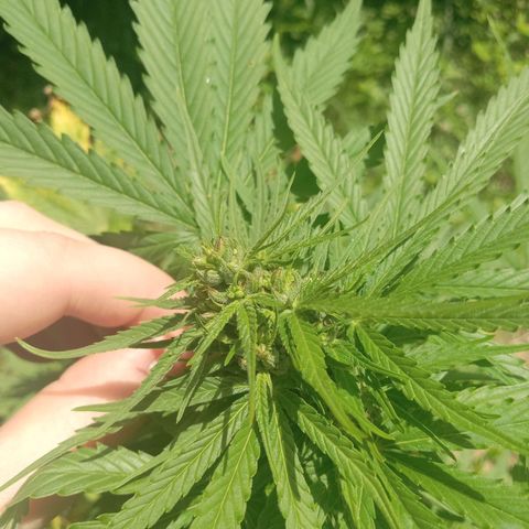 Wedding Glue Pollen  growlog timeline photo