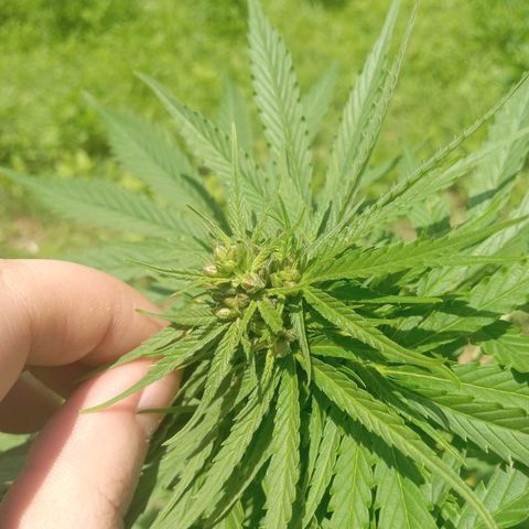 Wedding Glue Pollen  growlog timeline photo