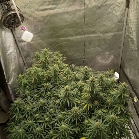 Wedding Glue Auto  growlog timeline photo