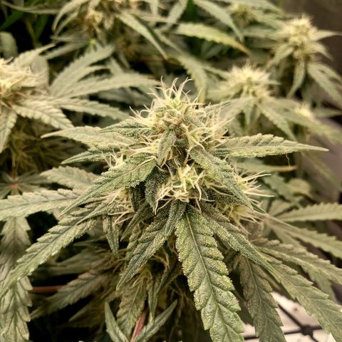 Wedding Glue Auto  growlog timeline photo