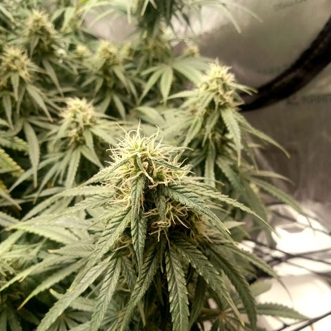 Wedding Glue Auto  growlog timeline photo