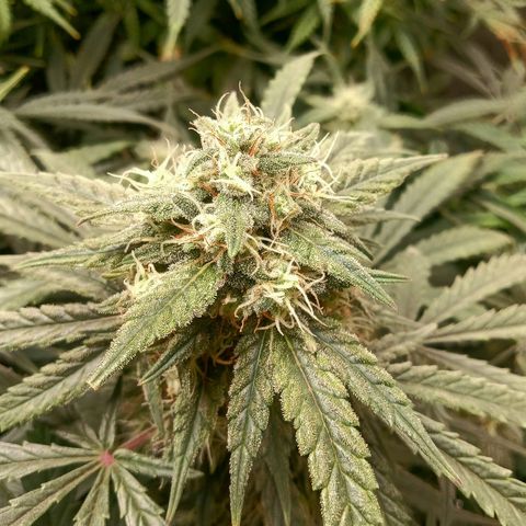 Wedding Glue Auto  growlog timeline photo
