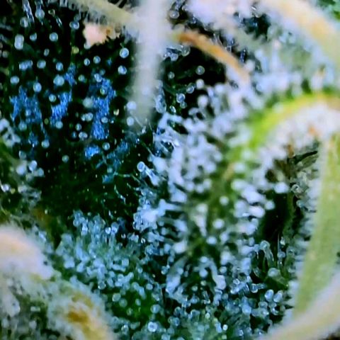 Wedding Glue Auto  growlog timeline photo