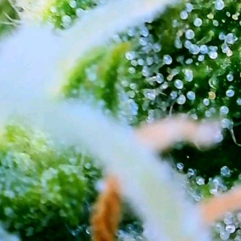 Wedding Glue Auto  growlog timeline photo