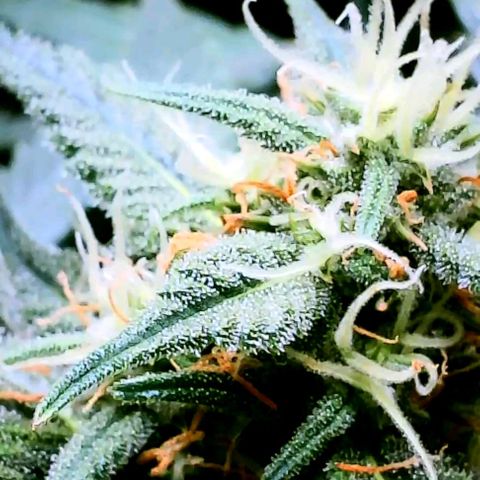 Wedding Glue Auto  growlog timeline photo