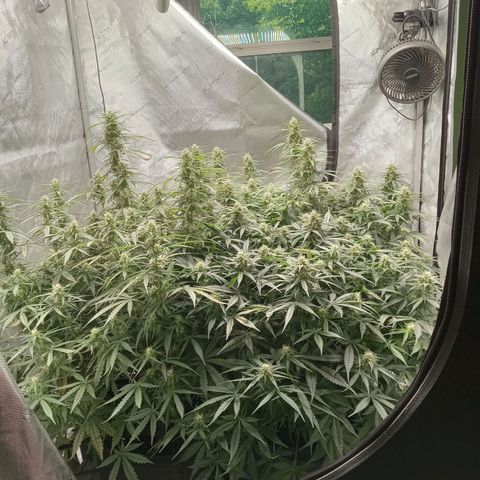 Wedding Glue Auto  growlog timeline photo