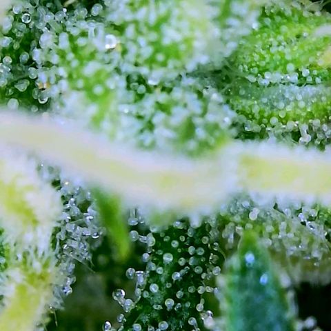 Wedding Glue Auto  growlog timeline photo