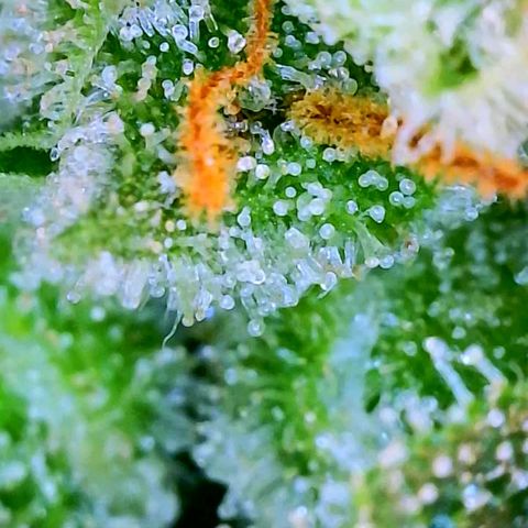 Wedding Glue Auto  growlog timeline photo