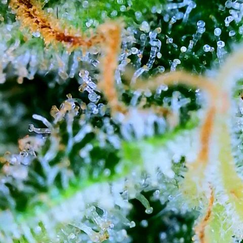 Wedding Glue Auto  growlog timeline photo