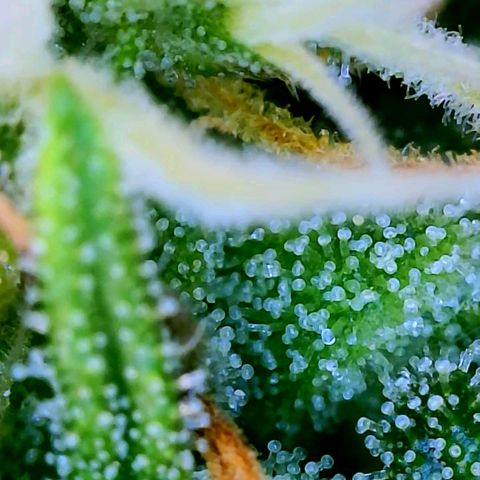 Wedding Glue Auto  growlog timeline photo