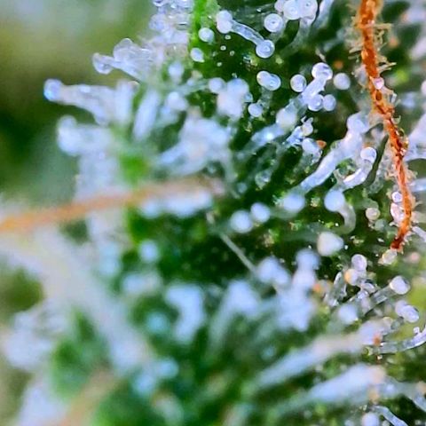 Wedding Glue Auto  growlog timeline photo