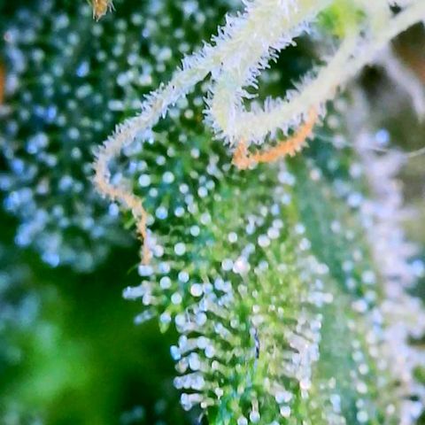Wedding Glue Auto  growlog timeline photo