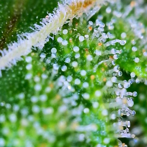 Wedding Glue Auto  growlog timeline photo