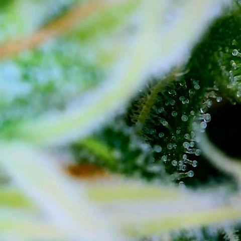 Wedding Glue Auto  growlog timeline photo