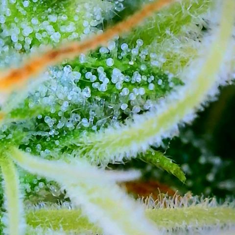Wedding Glue Auto  growlog timeline photo