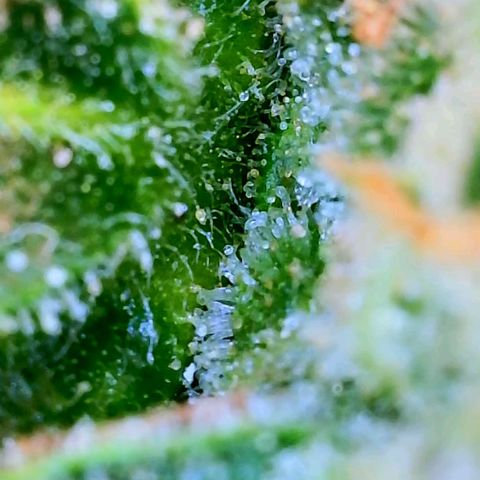 Wedding Glue Auto  growlog timeline photo