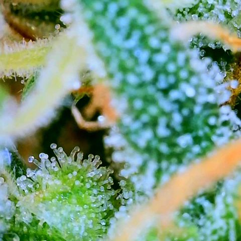 Wedding Glue Auto  growlog timeline photo
