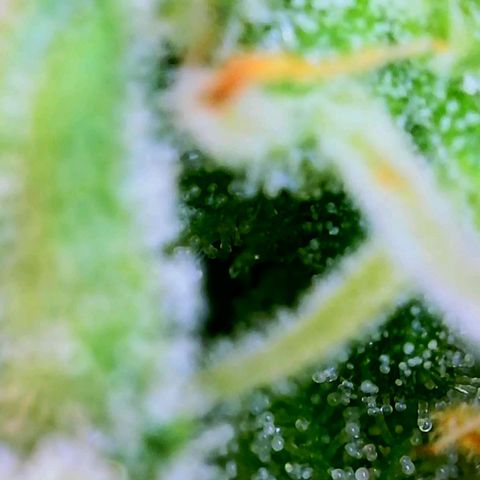 Wedding Glue Auto  growlog timeline photo
