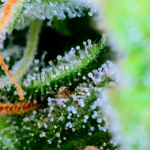 Wedding Glue Auto  growlog timeline photo