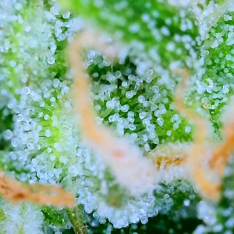 Wedding Glue Auto  growlog timeline photo