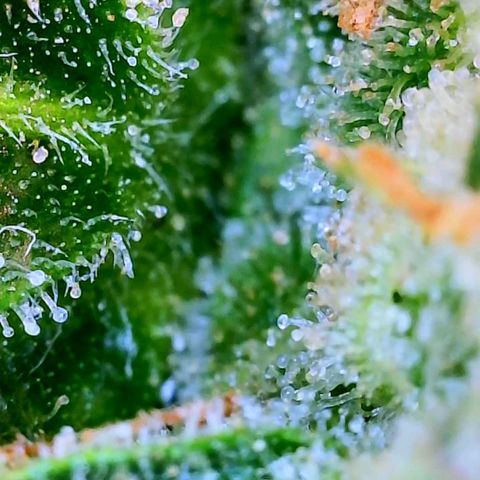 Wedding Glue Auto  growlog timeline photo