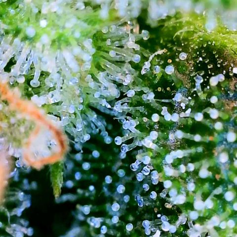 Wedding Glue Auto  growlog timeline photo