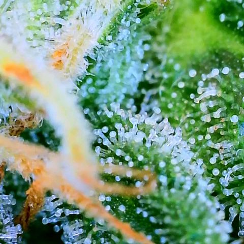 Wedding Glue Auto  growlog timeline photo
