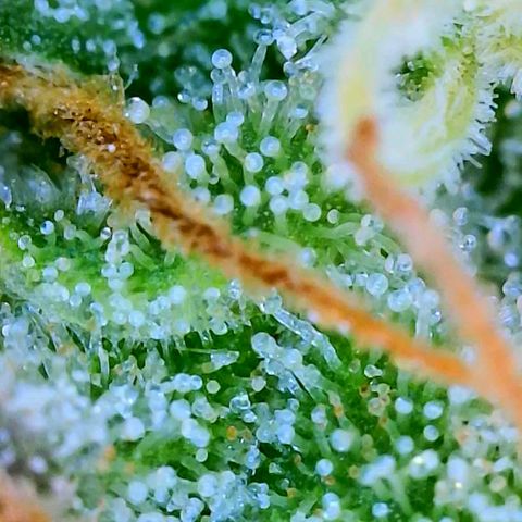 Wedding Glue Auto  growlog timeline photo