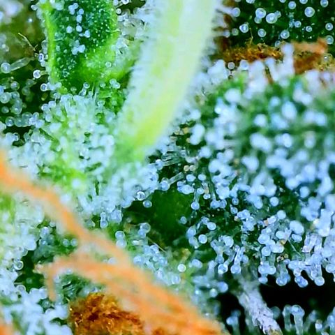 Wedding Glue Auto  growlog timeline photo