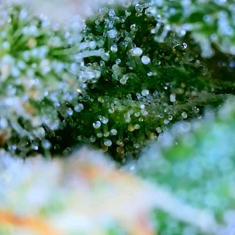 Wedding Glue Auto  growlog timeline photo