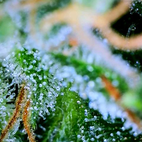 Wedding Glue Auto  growlog timeline photo