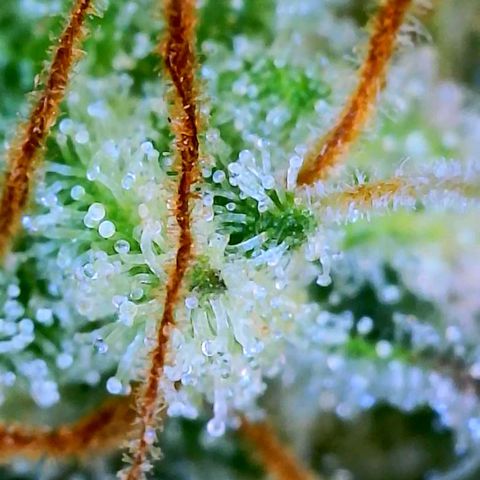 Wedding Glue Auto  growlog timeline photo