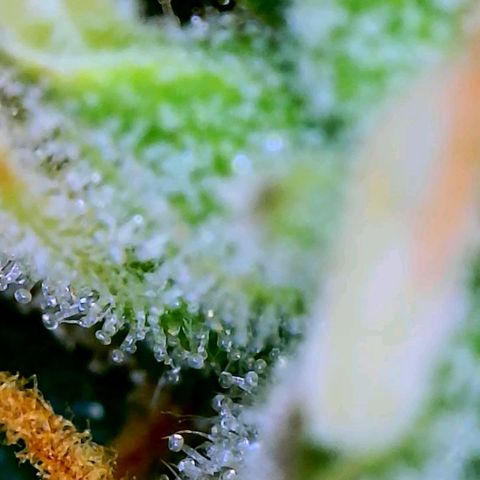 Wedding Glue Auto  growlog timeline photo