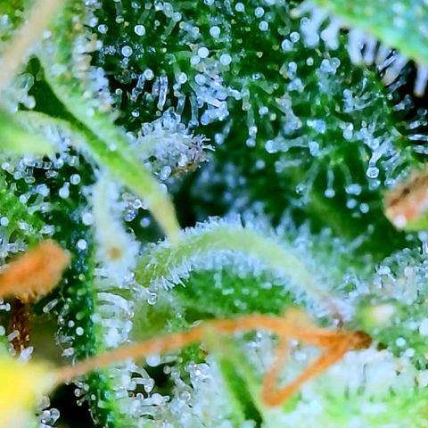 Wedding Glue Auto  growlog timeline photo