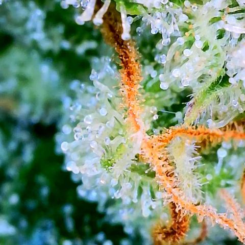 Wedding Glue Auto  growlog timeline photo