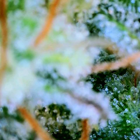 Wedding Glue Auto  growlog timeline photo