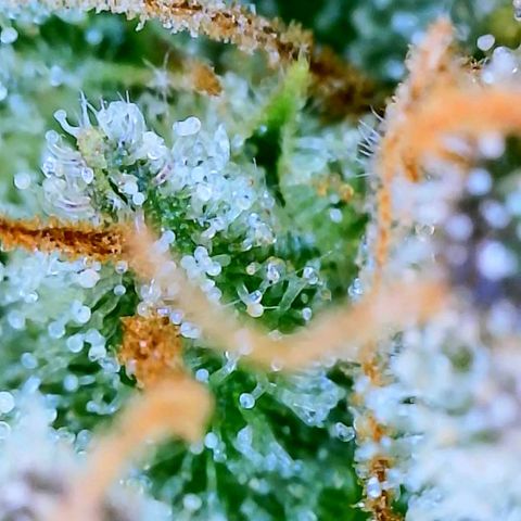 Wedding Glue Auto  growlog timeline photo