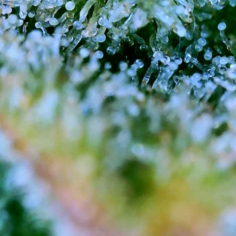 Wedding Glue Auto  growlog timeline photo