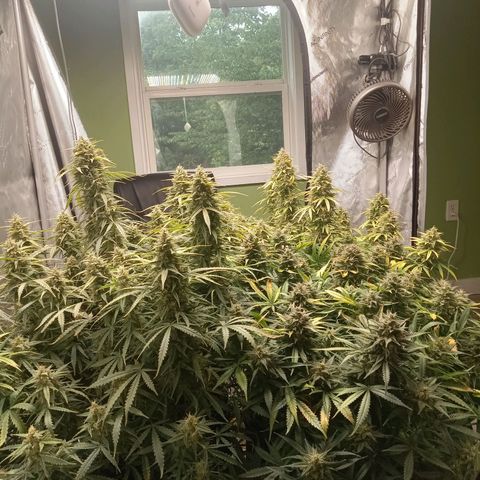 Wedding Glue Auto  growlog timeline photo