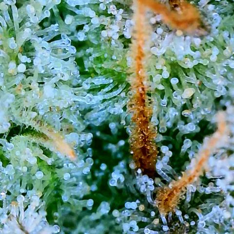 Wedding Glue Auto  growlog timeline photo