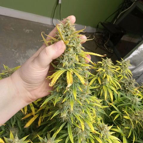 Wedding Glue Auto  growlog timeline photo