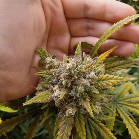 Wedding Glue Auto  growlog timeline photo