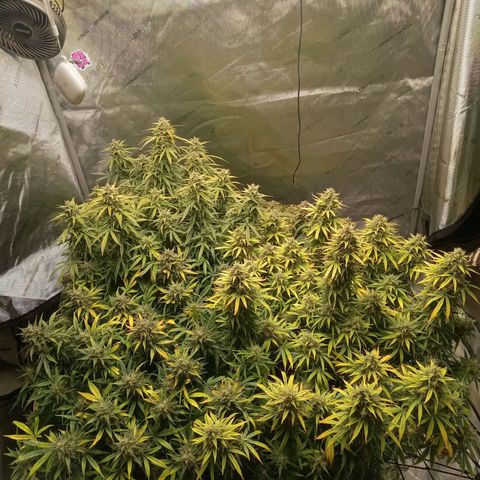 Wedding Glue Auto  growlog timeline photo