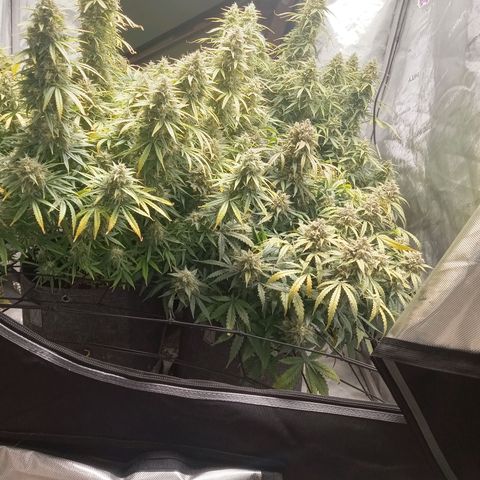 Wedding Glue Auto  growlog timeline photo