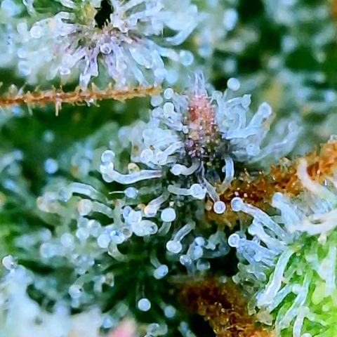 Wedding Glue Auto  growlog timeline photo