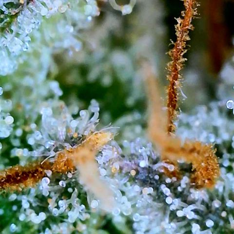 Wedding Glue Auto  growlog timeline photo