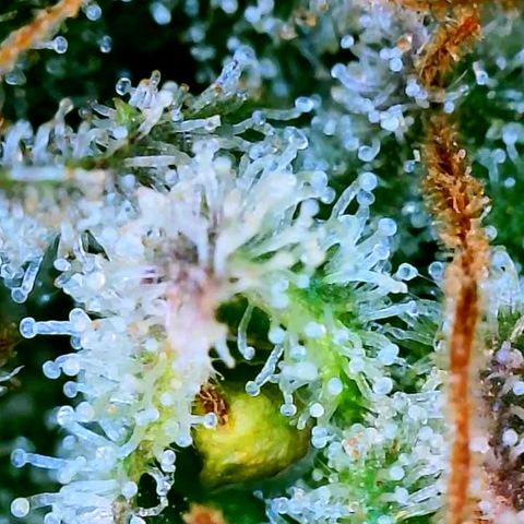 Wedding Glue Auto  growlog timeline photo