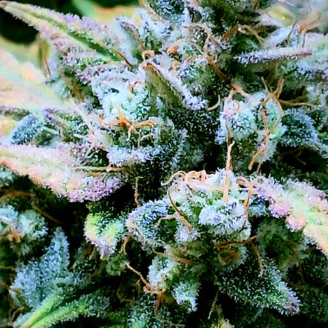 Wedding Glue Auto  growlog timeline photo
